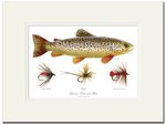 Mayfly Art Trout and Flies Signed Print